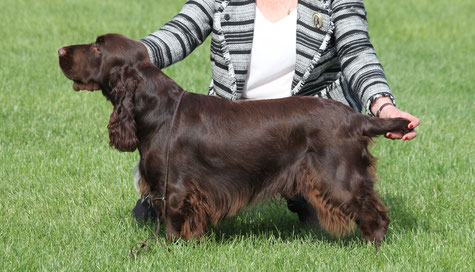 Prince Arthur Vom Belauer See At Nadavin Kennel Vom Belauer See Fci Www Field Spaniels De Www Springer Spaniels De