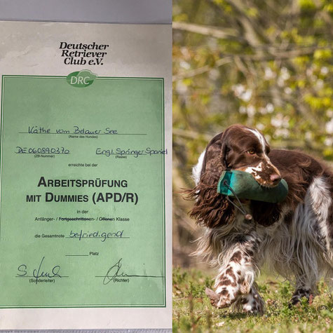 Käthe war erfolgreich auf der Dummy A! Foto: K. Vogt