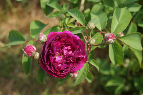 Eine Austin-Rose aus England, mitgebracht, Fotos: Ulf F. Baumann