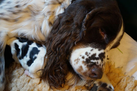 Lotta is still very tireed after whelping, Photo: Ulf F. Baumann