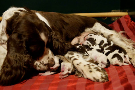 Ilse with her puppies right after birth, Photos: Ulf F. Baumann