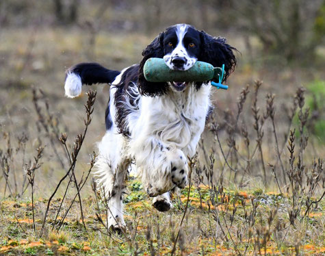 Jeppe bei der Dummyarbeit, Foto: Svenja Hansen