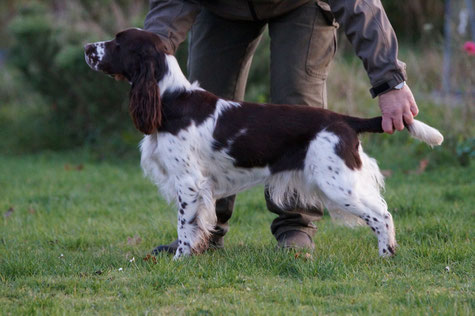 Queen Mary vom Belauer See, 13 months old, Photo: Ulf F. Baumann