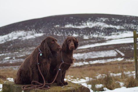 Vicky und Dorothy in den North York Moors, Foto: Ulf F. Baumann