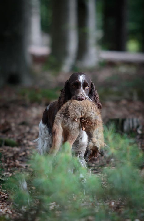 "Ludwig vom Belauer See" retrieving a fox, photo: Dörthe Karrasch