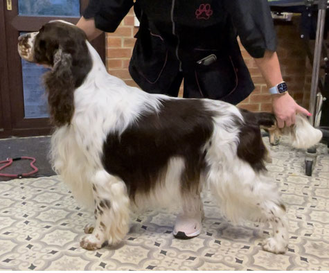 Der Vater "Nineoaks Bring Him Home", Foto: T. Claydon