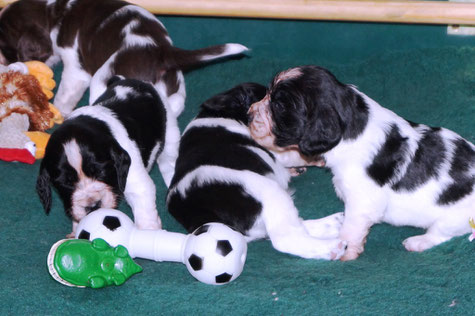 Does sister want to play with me? Photo: Ulf F. Baumann