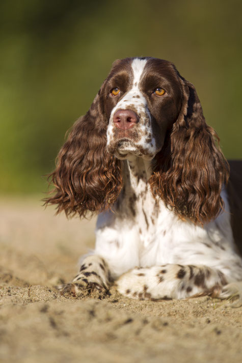 Geplante Wurfe Kennel Vom Belauer See Fci Www Field Spaniels De Www Springer Spaniels De