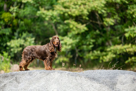 "Longbourn D'Artagnon", Photos: Natalie Draa