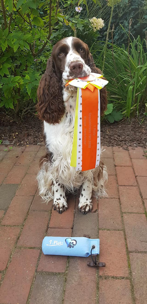 "Okka vom Belauer See" ist erfolgreich beim Spaniel-Cross 2020, Foto: Svenja Arendt