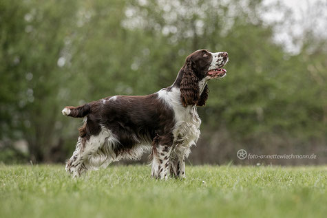 Heather "Okka vom Belauer See" at the age of 12 months, Photo: Annette Wiechmann