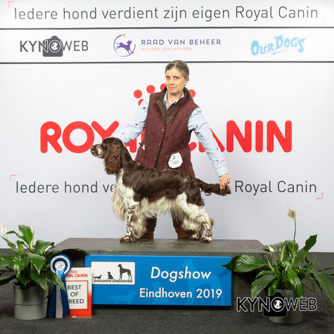 "Ludwing vom Belauer See" Best of Breed in Eindhoven, Poto: Kynoweb/Karrasch