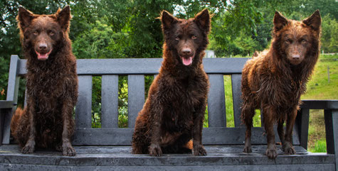 Tarot in the middle with son, Jinx on the left and daughter, Oxo on the right.
