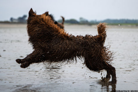 Below, x-rays of a few of our Regerastace breeding dogs spines.