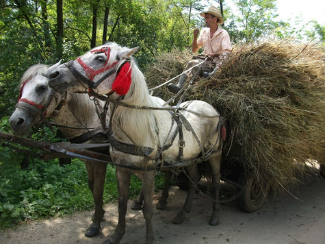 Romanian Villager