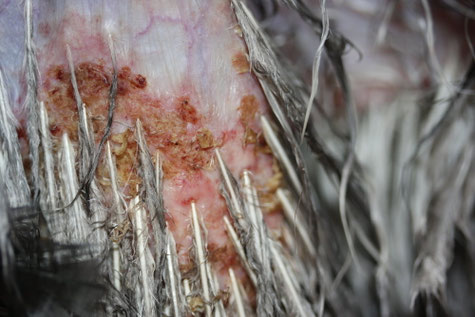 Makrofoto von Nordischen Vogelmilben mit Krustenbildung auf einem Hahn