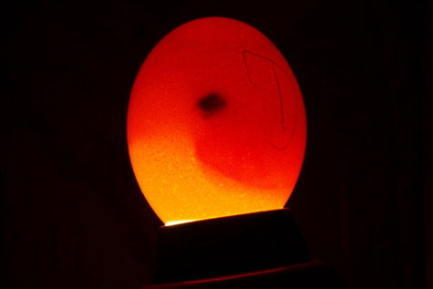 geschiertes Brutei, abgestorbener Embryo (schwarzer Fleck)