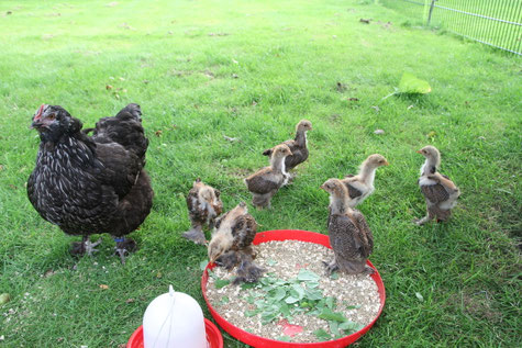 Schwarze Lachshenne mit Brahma Küken auf der Weide