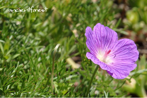 ゼラニウム　Geranium incanum Amarabossie