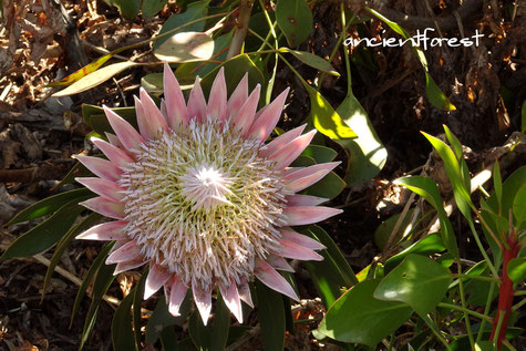 キングプロテア protea cynaroides King protea