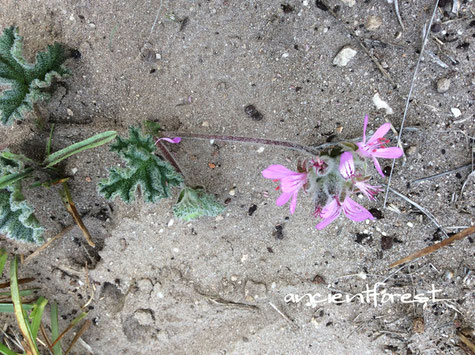 ペラルゴニウム Pelargonium capitatum Kusmalva かな?