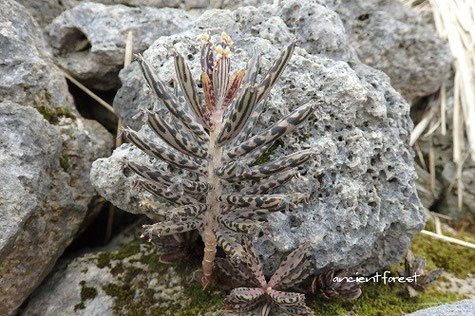 石垣島　白保集落のサンゴの石垣に育つキンチョウ