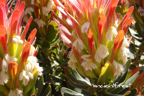 Minetes cucullatus Rooistompie かな?