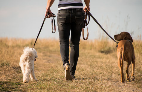 Gassi gehen | hundkatzeschmaus.ch