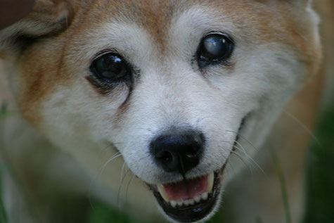 Sehkraft Hund | hundkatzeschmaus.ch