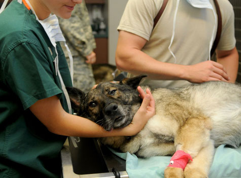vergrößerte prostata beim jungen hund vergrößerte prostata beim jungen hund