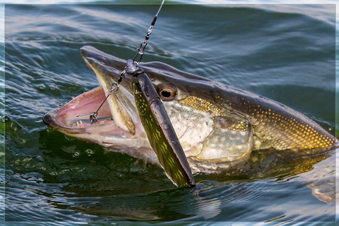 beautiful pike on Berkley soft bait lure - Spin fishing in Holland - Guide Luca Nardin - picture by Bertus Rozemeijer