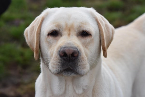 Meine Hunde impressive charms labradors
