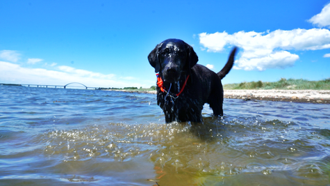 Halsband Classic (High-Line, 10 mm)  🌊🐶💦💋x