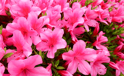 今日の誕生花は サツキ です 板宿八幡神社