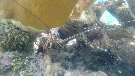 Lobstermania