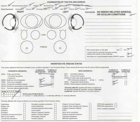 Example of an all Clear Eye exam.