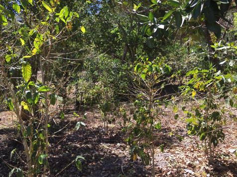 Coffee plantation affected by roya (Photo: Guillermo Belloso)