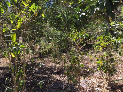Coffee cultivation affected by roya (Photo credit: Guillermo Belloso)