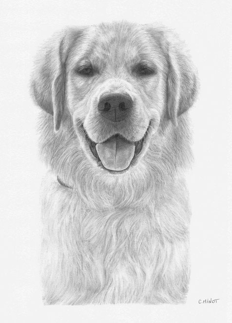 L'Atelier de Capucine Minot Dessin sur commande crayon graphite portrait chien animal domestique labrador animaux