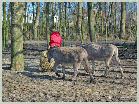 Buiten de vaste voederplaats wordt het hooi zonder toestemming niet aangeraakt