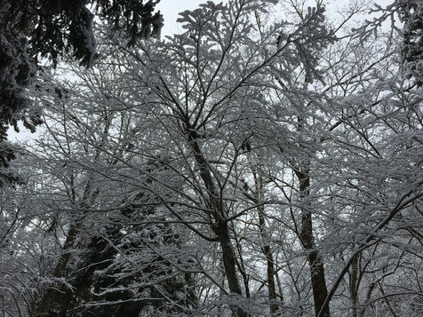 頭上の木々は雪化粧！シーンとした時間が流れています。
