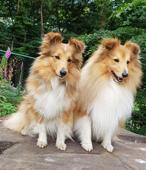 High glen shelties online