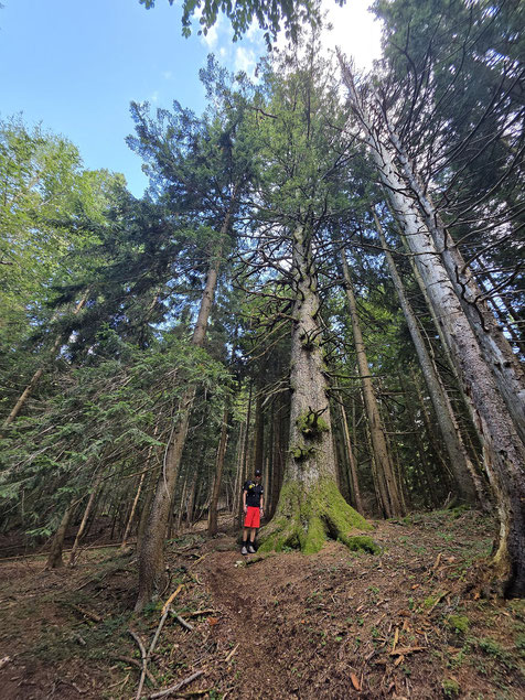 Die große (30m Höhe, 4,7m Umfang) Weißtanne