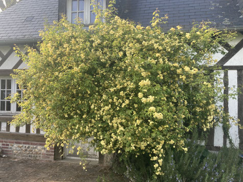 Rosa banksiae 'Lutea'