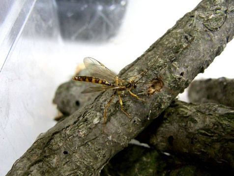 オオホシオナガバチ Megarhyssa praecellens (Tosquinet, 1889) ♂