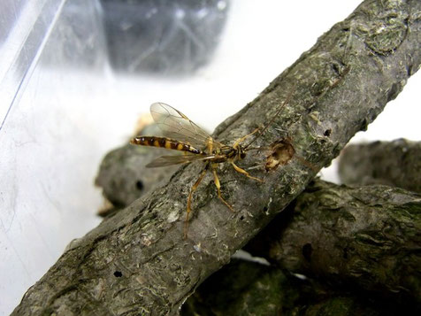 オオホシオナガバチ　Megarhyssa praecellens (Tosquinet, 1889) ♂