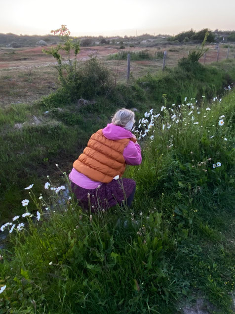 Frau im Margeritenfeld beim fotografieren, mit einer rosa und caramelfarbenen Jacke im Blütenfeld, Holland, Dünenfeld in Holland