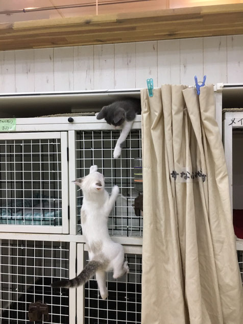 くる にゃん