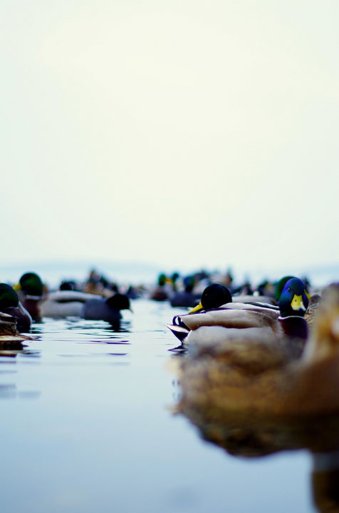 Ducks On Wannsee I