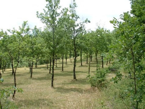 truffière